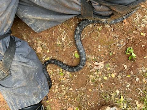 Easy Buzz It - Pest and Termite, Animal Trapping in Heiskell, TN - photo 7