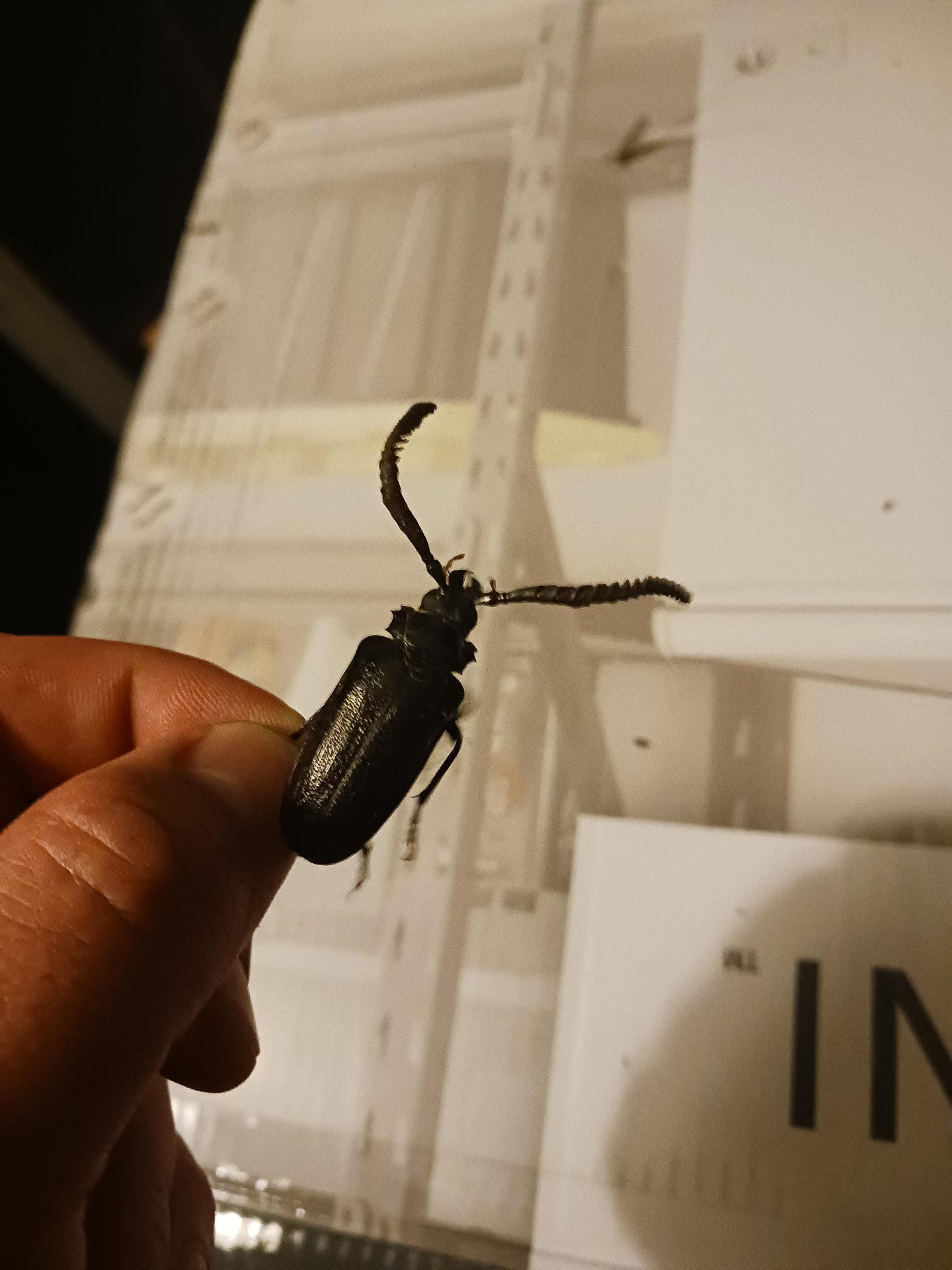 Easy Buzz It - Pest and Termite, Animal Trapping in Heiskell, TN - photo 8