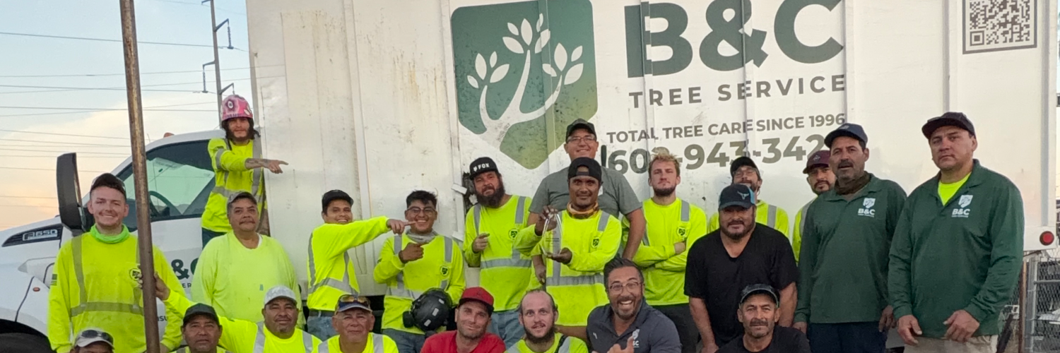B&C Tree Service cover photo