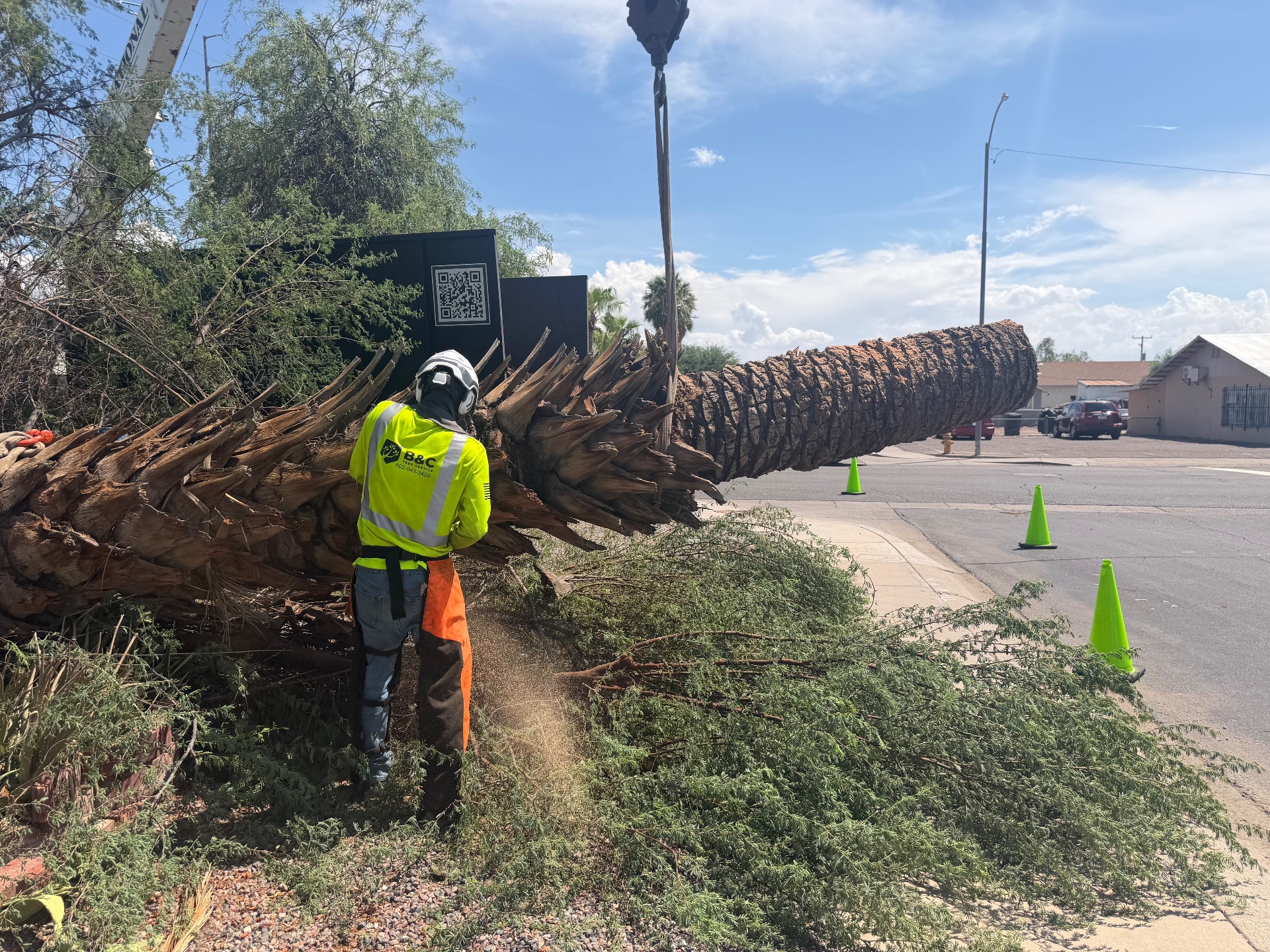 B&C Tree Service, Tree Planting in Scottsdale, AZ - photo 1
