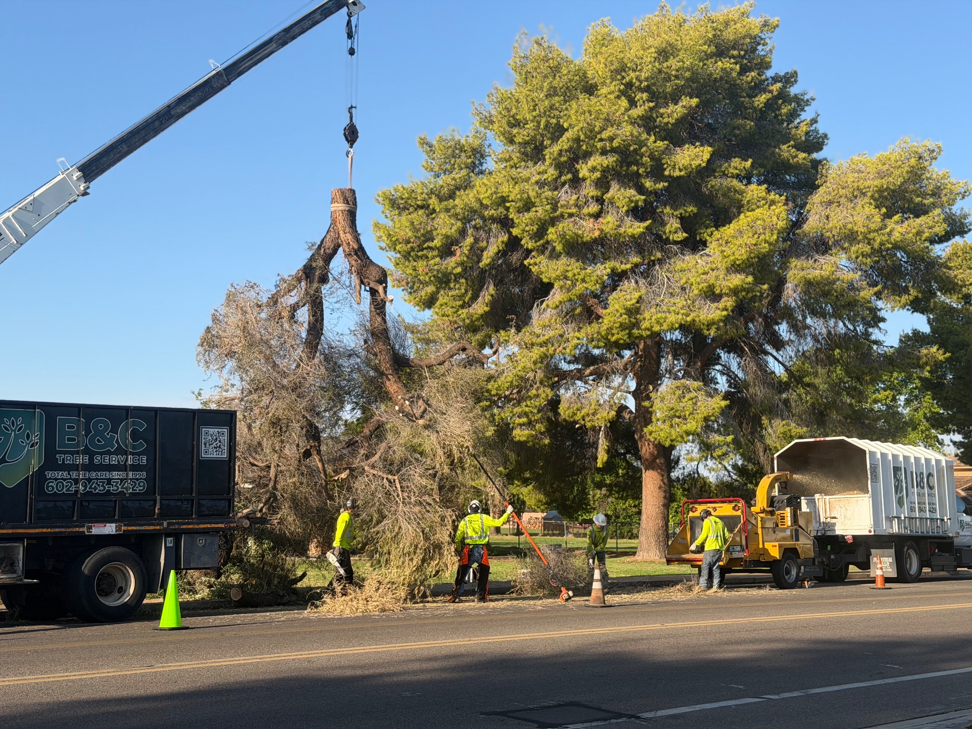B&C Tree Service, Tree Planting in Scottsdale, AZ - photo 2