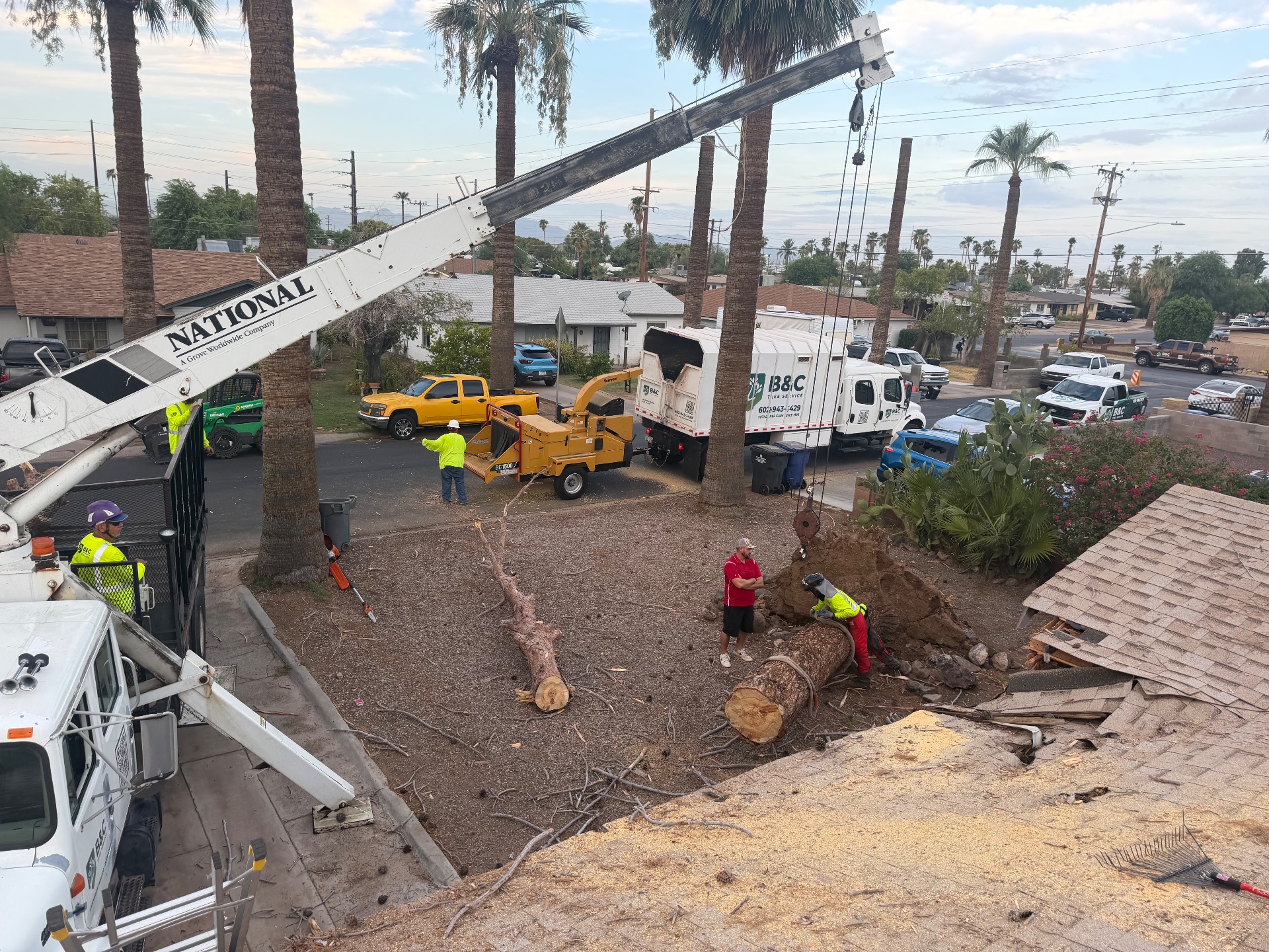 B&C Tree Service, Tree Planting in Scottsdale, AZ - photo 3