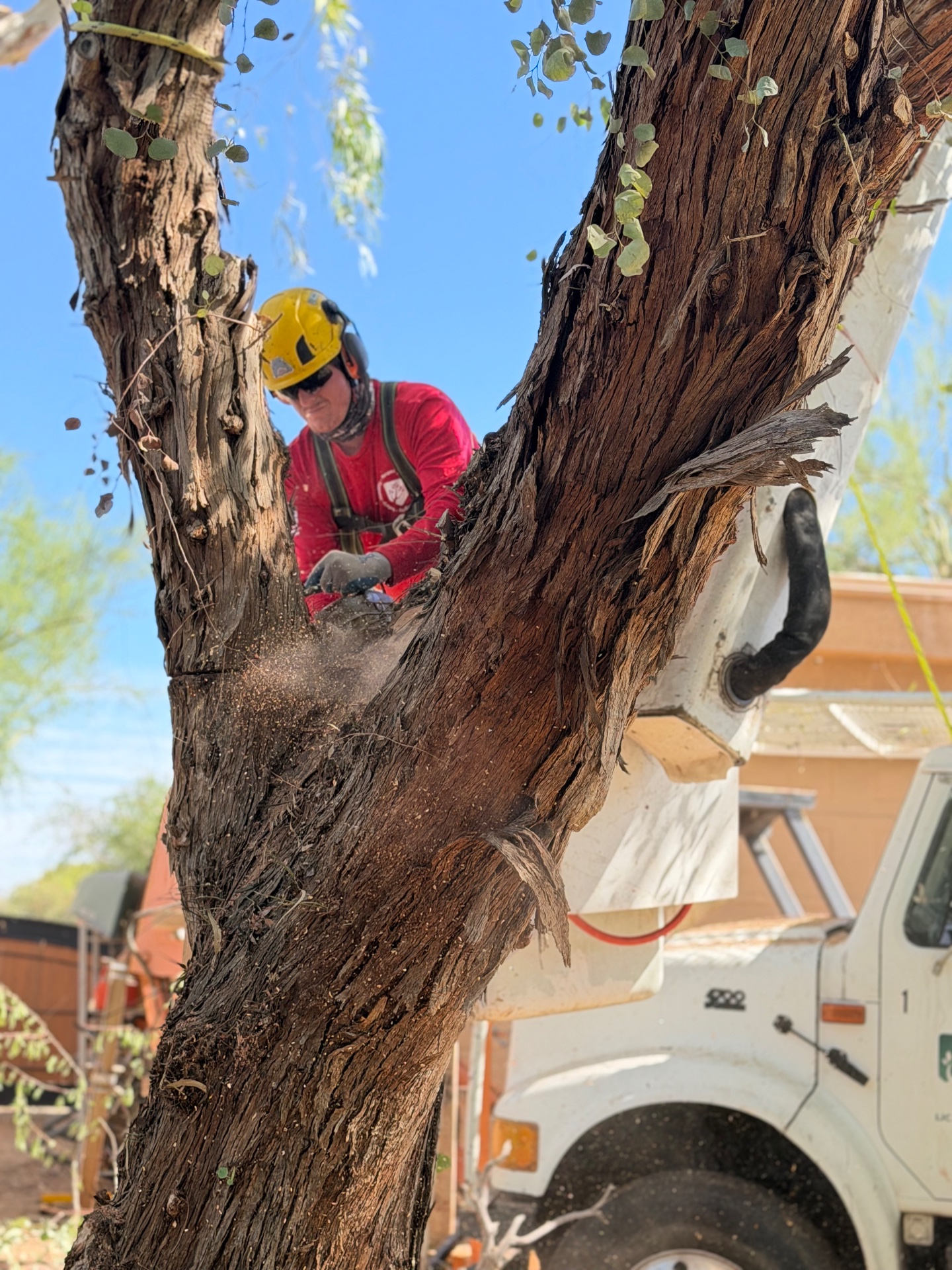 B&C Tree Service, Tree Planting in Scottsdale, AZ - photo 6