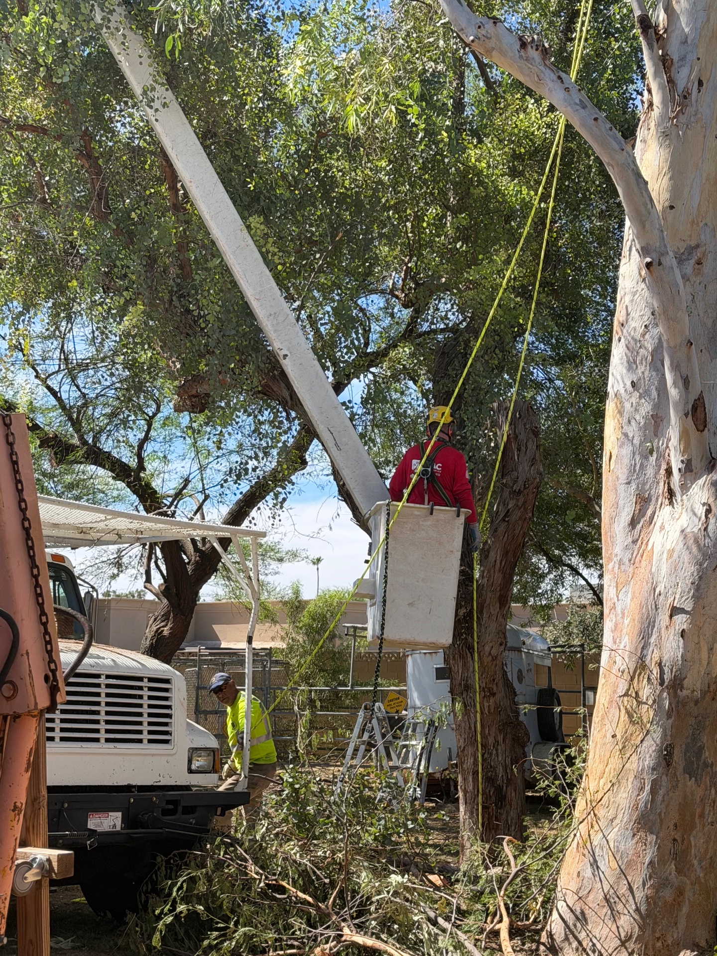 B&C Tree Service, Tree Planting in Scottsdale, AZ - photo 7