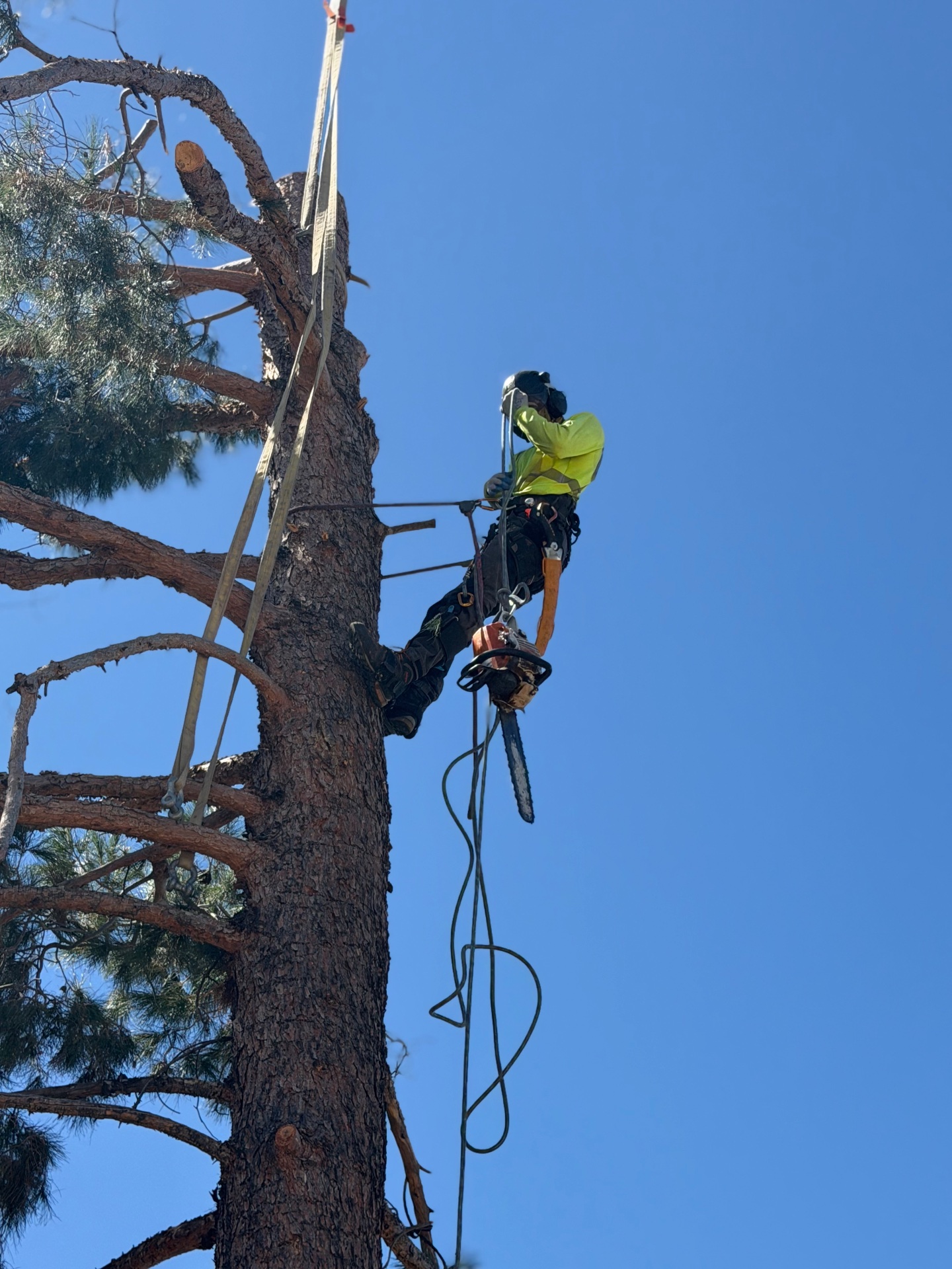 B&C Tree Service, Tree Planting in Scottsdale, AZ - photo 8
