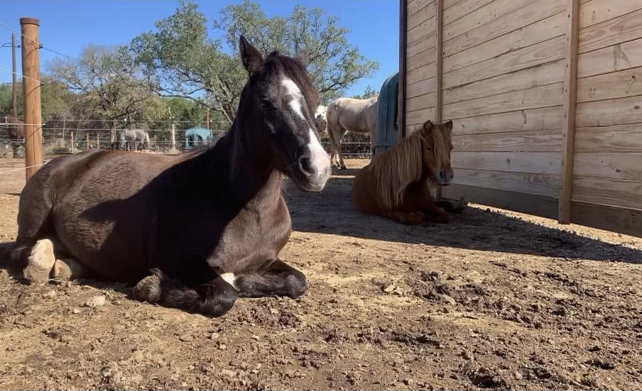 Eden Hills Equine, Horse Boarding in Wimberley, TX - photo 2