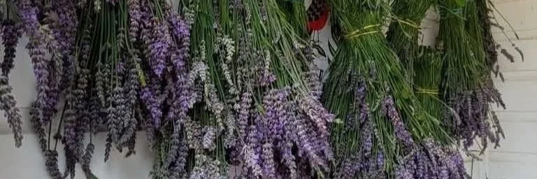 STRONGHOLD Lavender Farm cover photo
