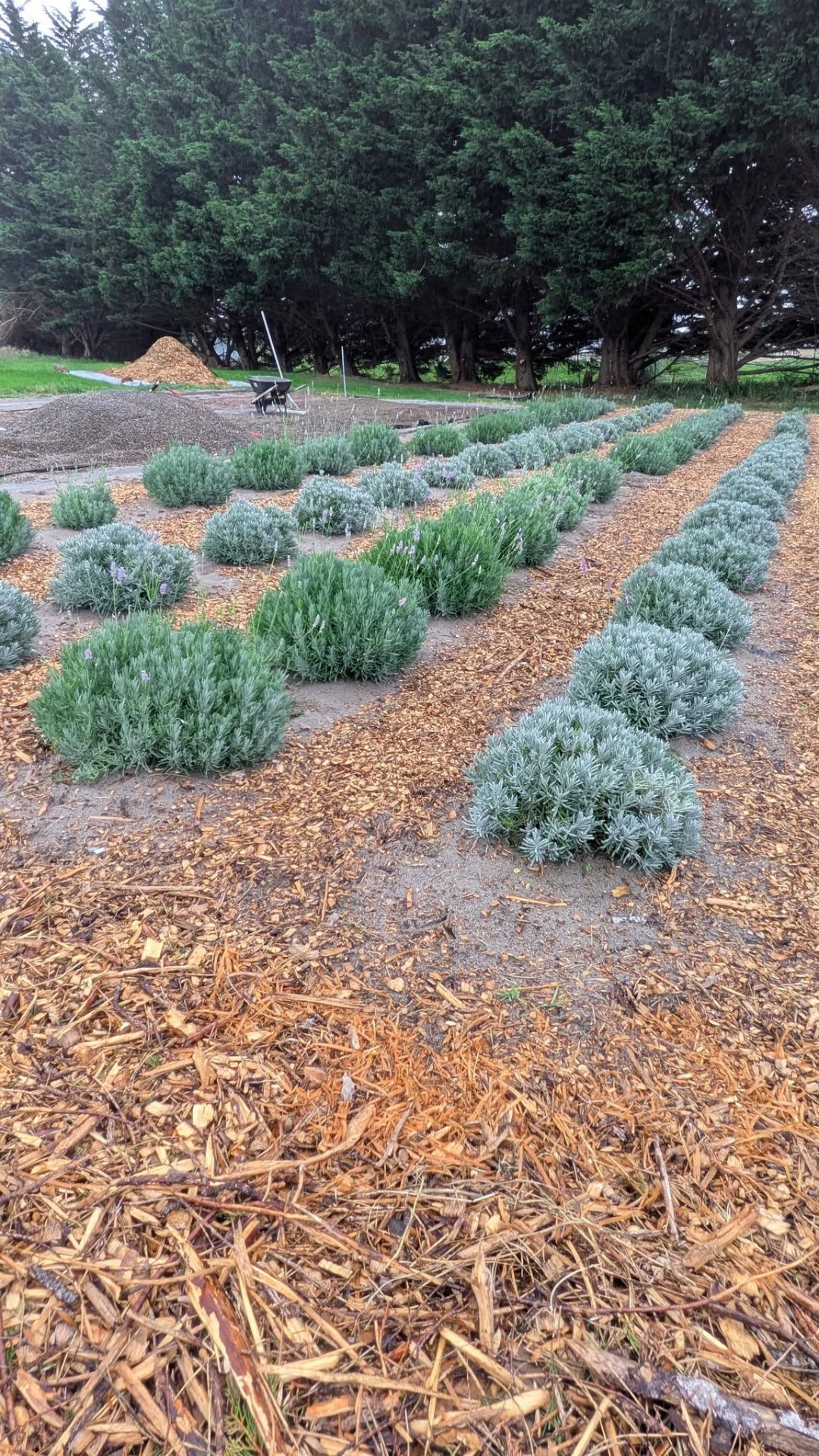 STRONGHOLD Lavender Farm, Gardeners in Cathlamet, WA - photo 3