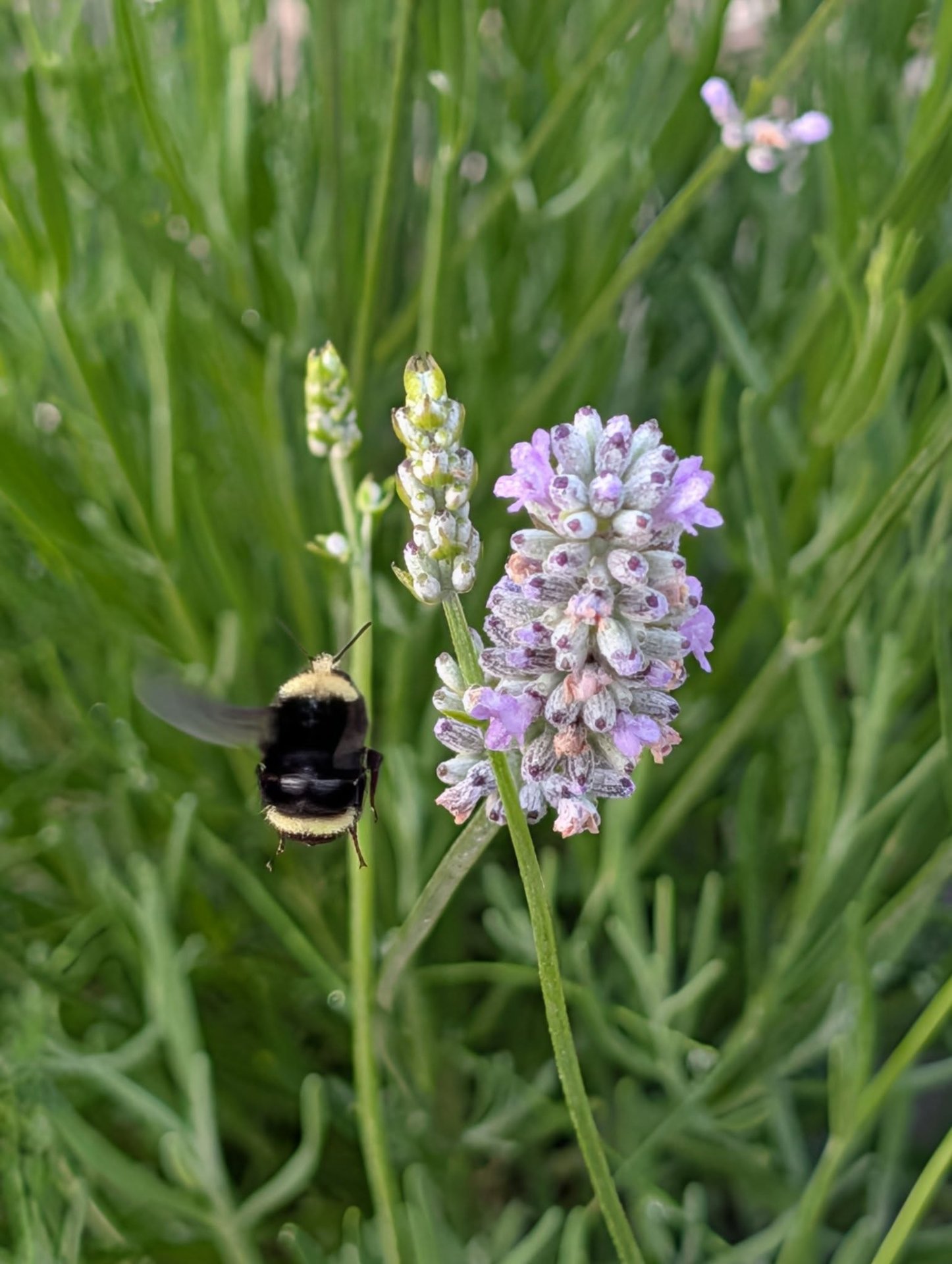 STRONGHOLD Lavender Farm, Gardeners in Cathlamet, WA - photo 6