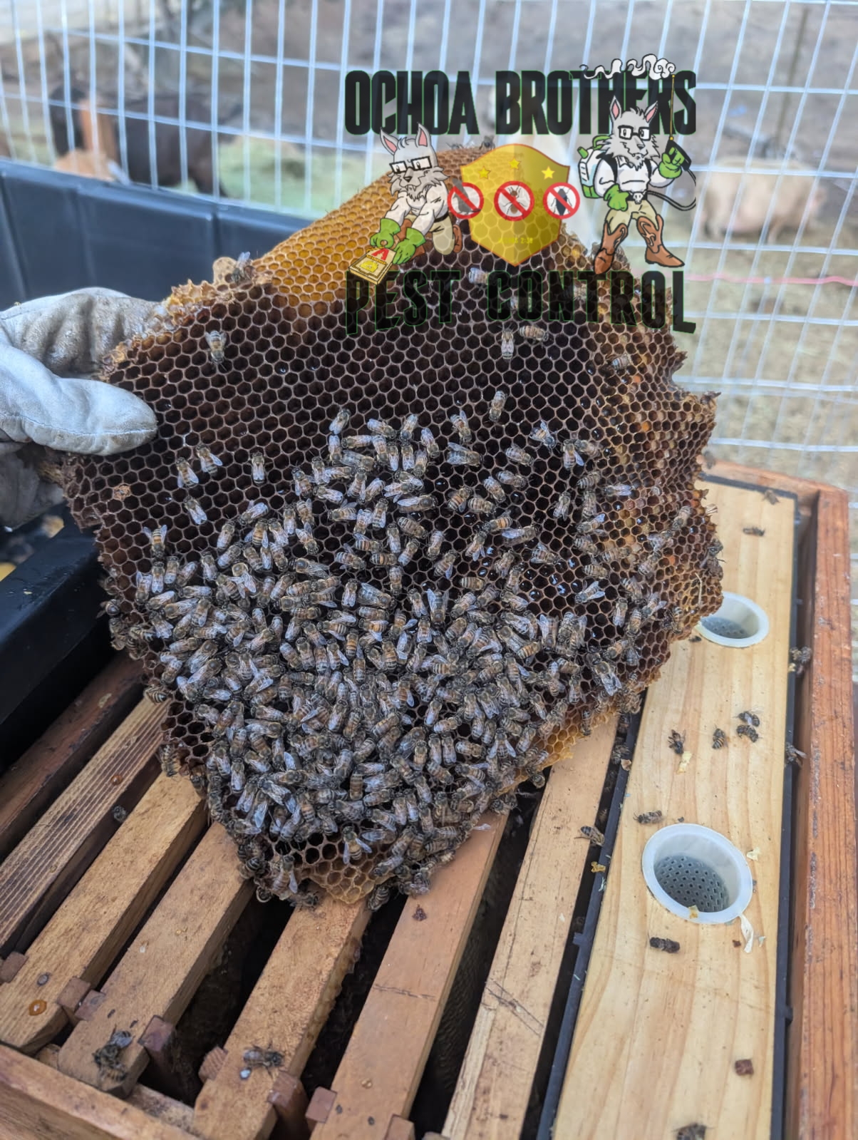 Ochoa Brothers Pest Control, Pest Control Services in Dulzura, CA - photo 3