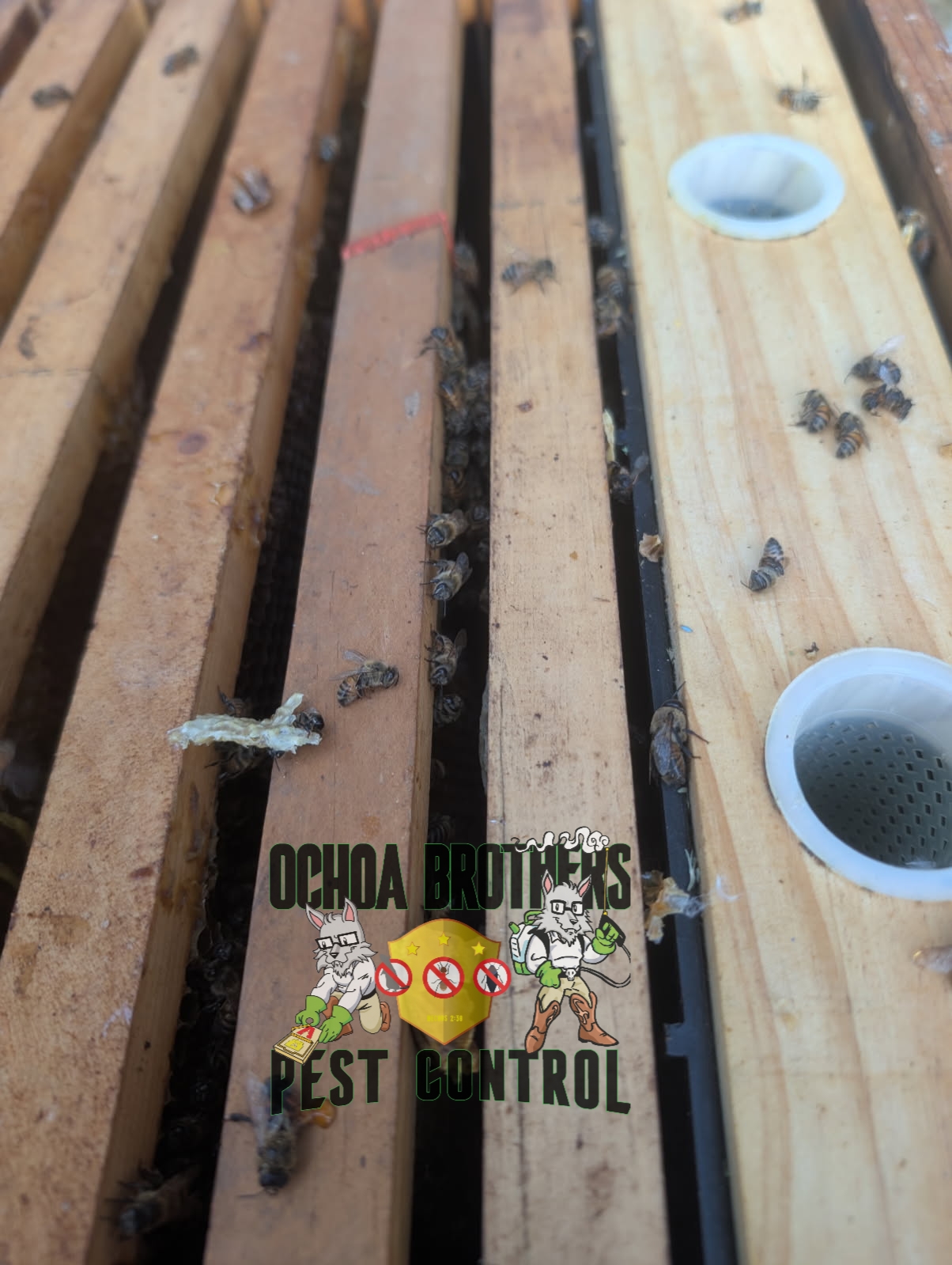 Ochoa Brothers Pest Control, Pest Control Services in Dulzura, CA - photo 4