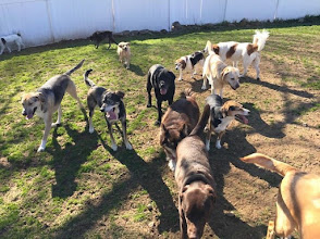 Cherry Brook Kennels, Dog Grooming in Canton, CT - photo 2