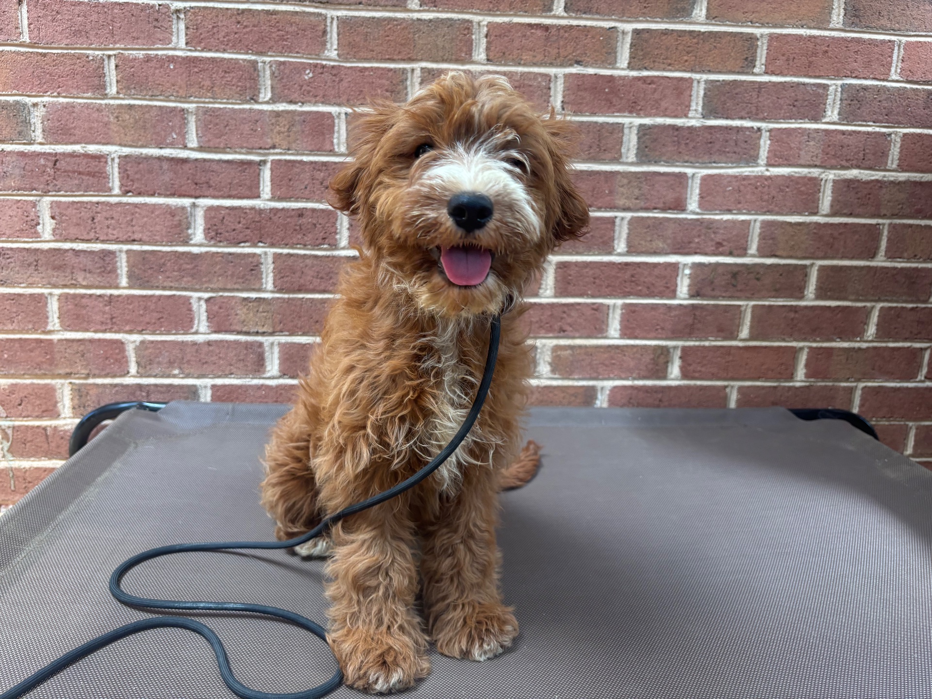 Dotson Canine Training, Dog Training in Kearneysville, WV - photo 4