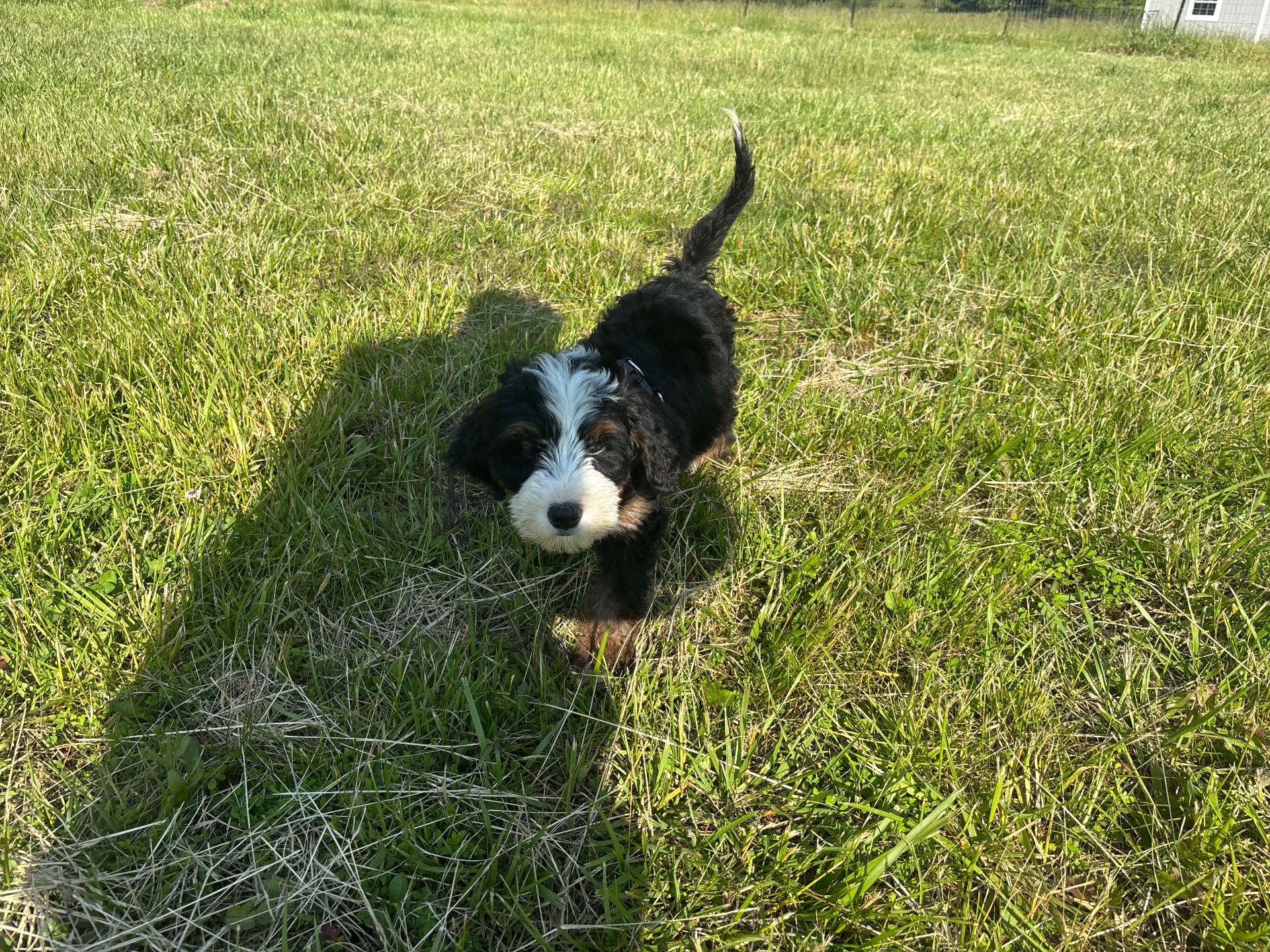 Dotson Canine Training, Dog Training in Kearneysville, WV - photo 6