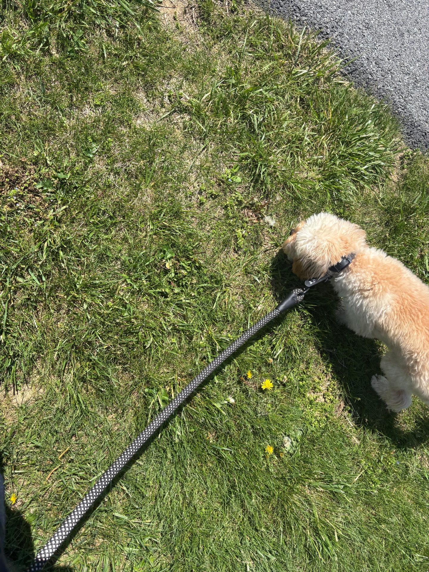 Dotson Canine Training, Dog Training in Kearneysville, WV - photo 7