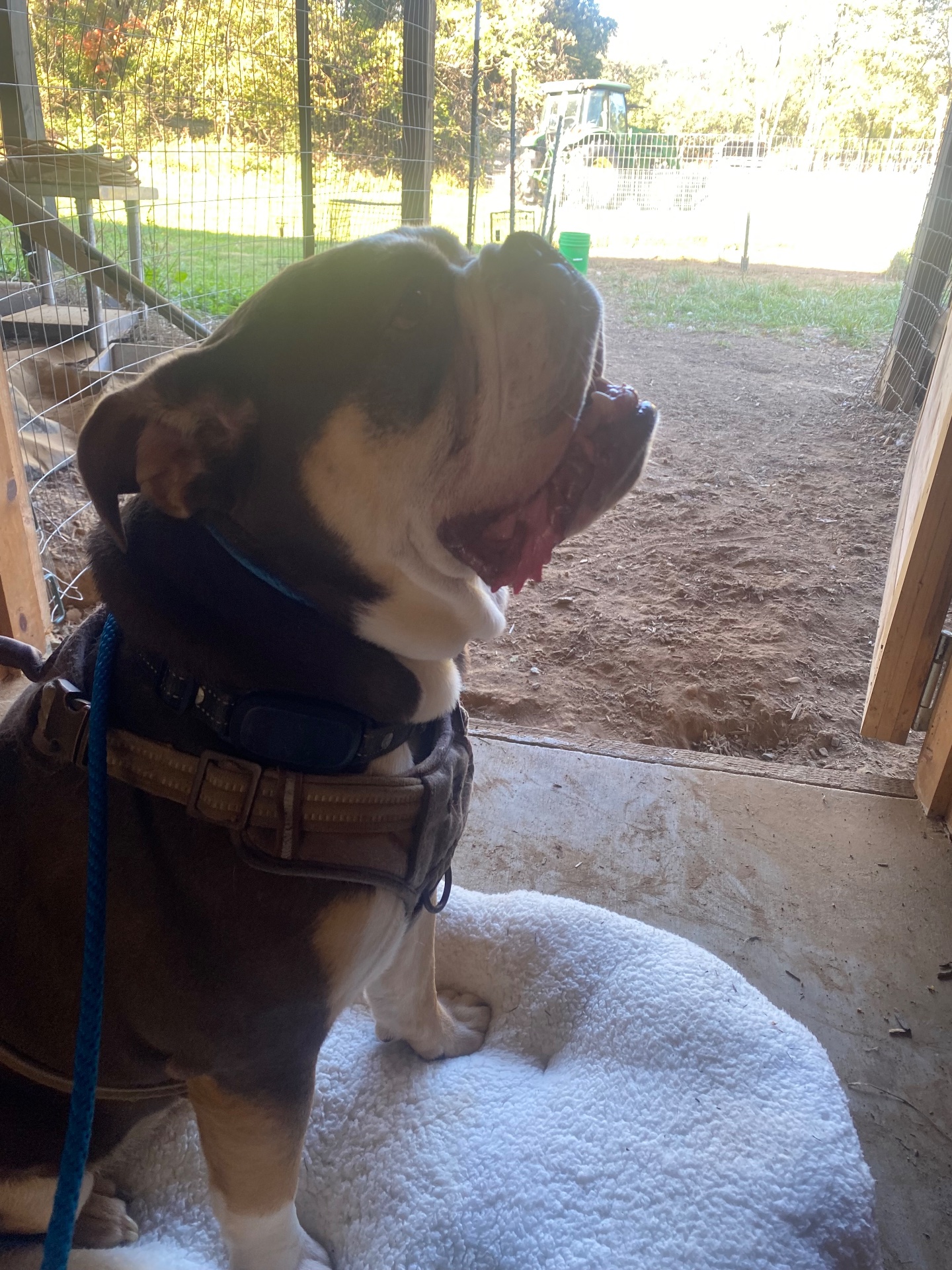 Dotson Canine Training, Dog Training in Kearneysville, WV - photo 8