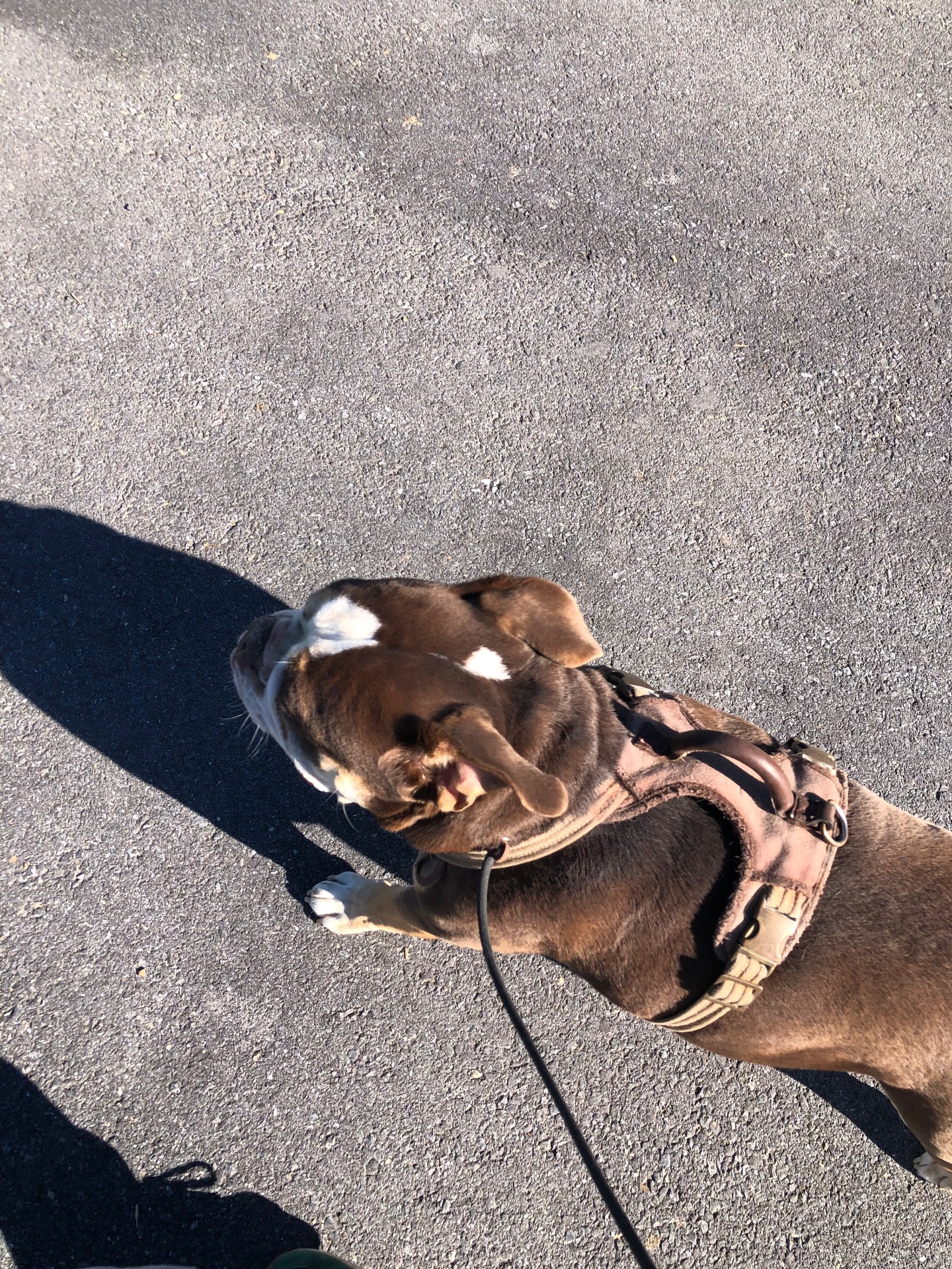 Dotson Canine Training, Dog Training in Kearneysville, WV - photo 2