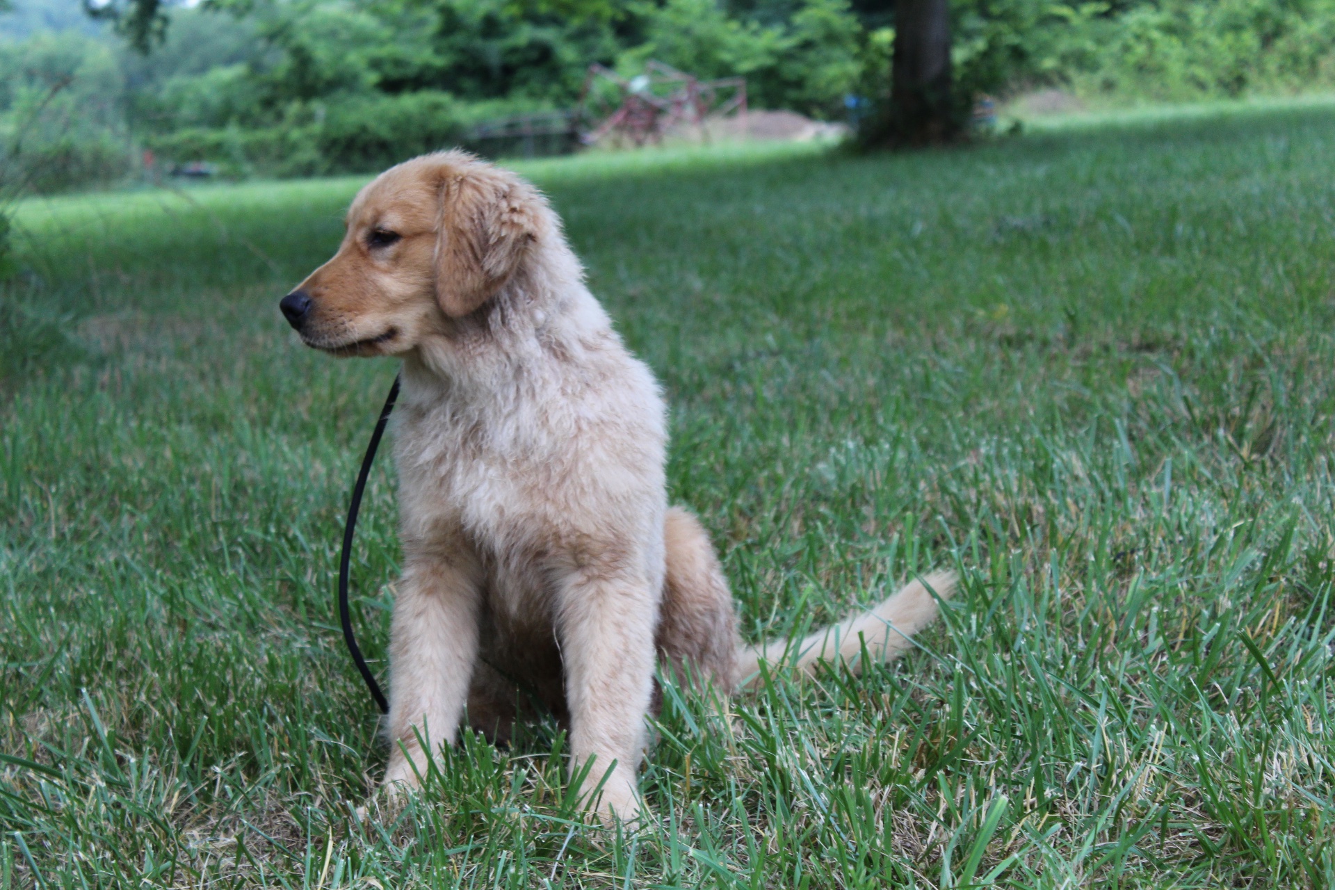 Dotson Canine Training, Dog Training in Kearneysville, WV - photo 3