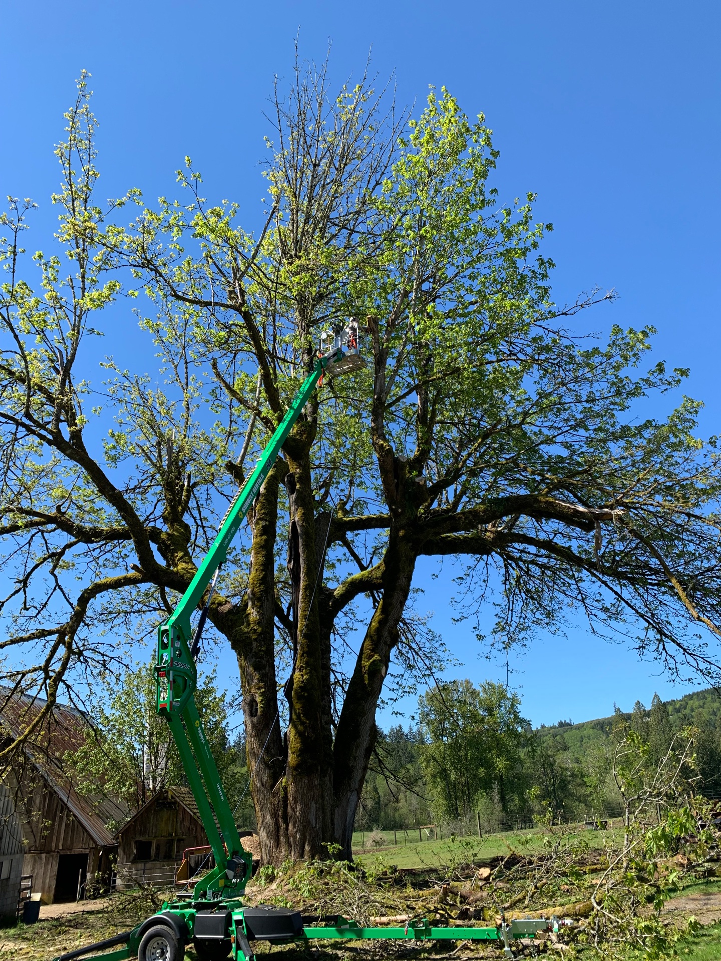 Douglas Tree Service & Landworks LLC, Firewood in Ridgefield, WA - photo 1