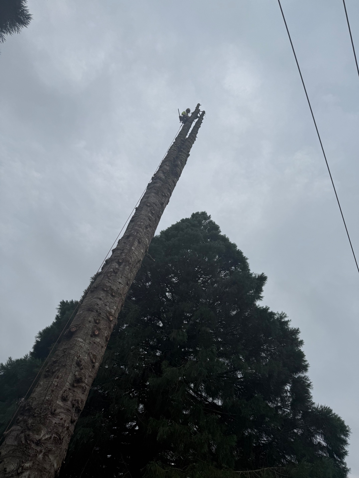 Douglas Tree Service & Landworks LLC, Firewood in Ridgefield, WA - photo 2