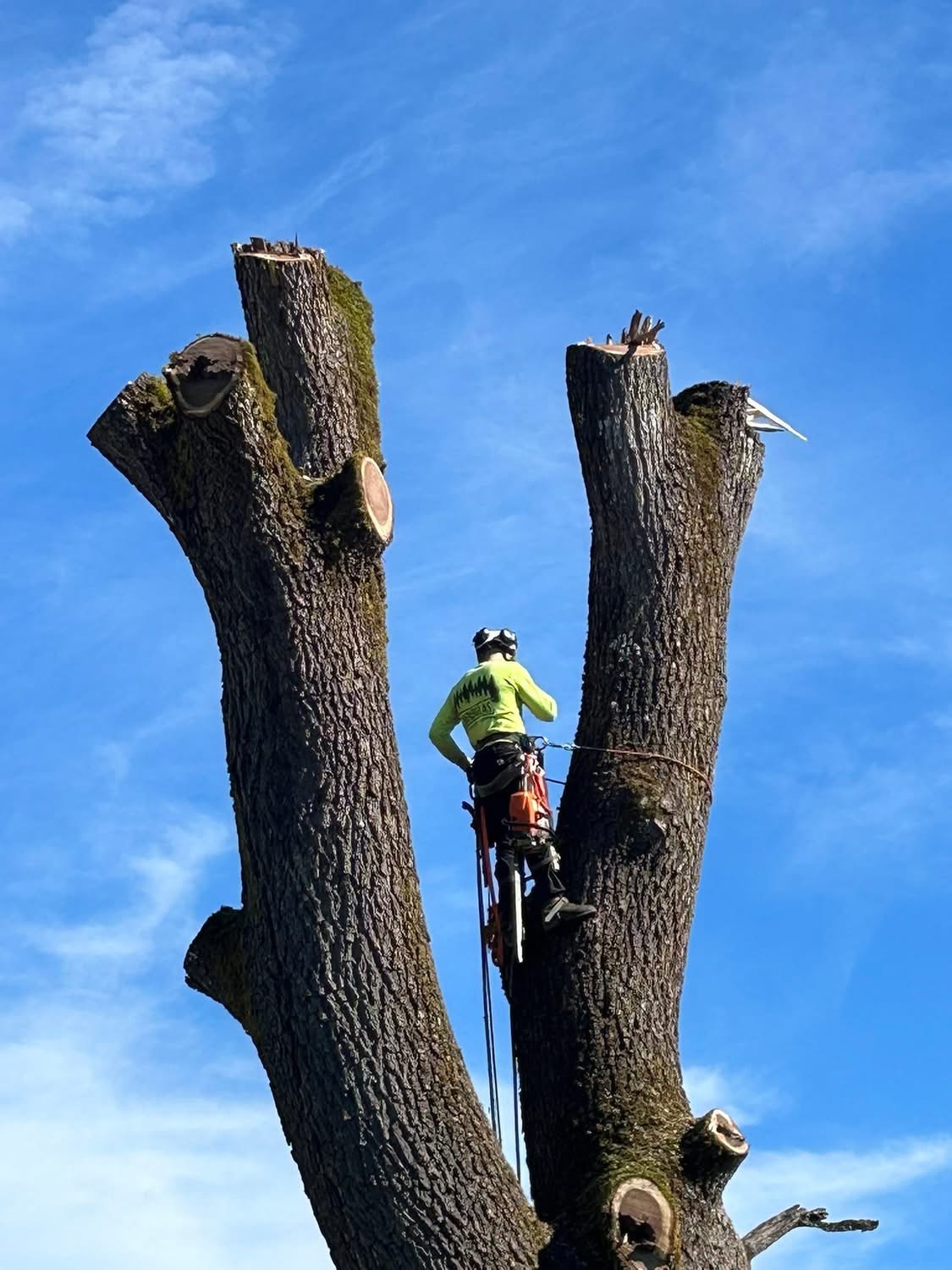 Douglas Tree Service & Landworks LLC, Firewood in Ridgefield, WA - photo 5