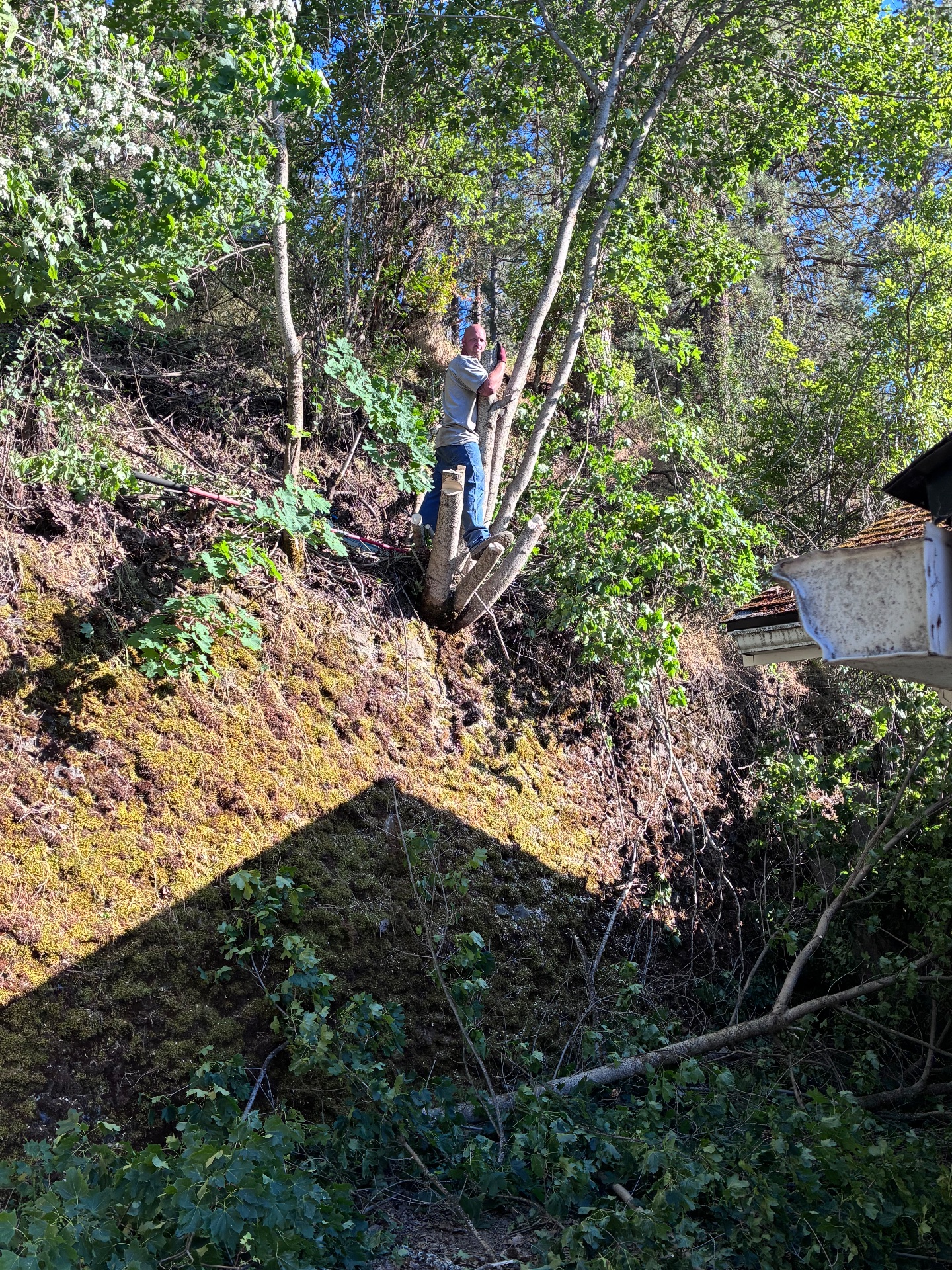 Tiger Paw Property Clean-Up, Appliance Recycling in Tekoa, WA - photo 4