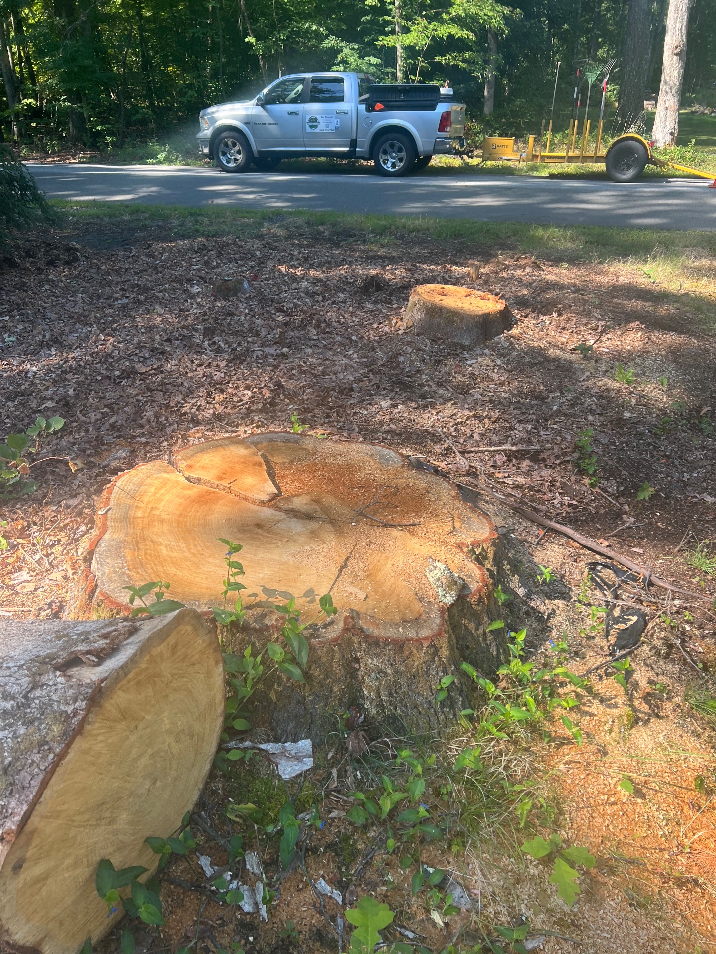 Level Ground Stump Grinding, Tree Stump Grinding and Removal in Londonderry , NH - photo 3