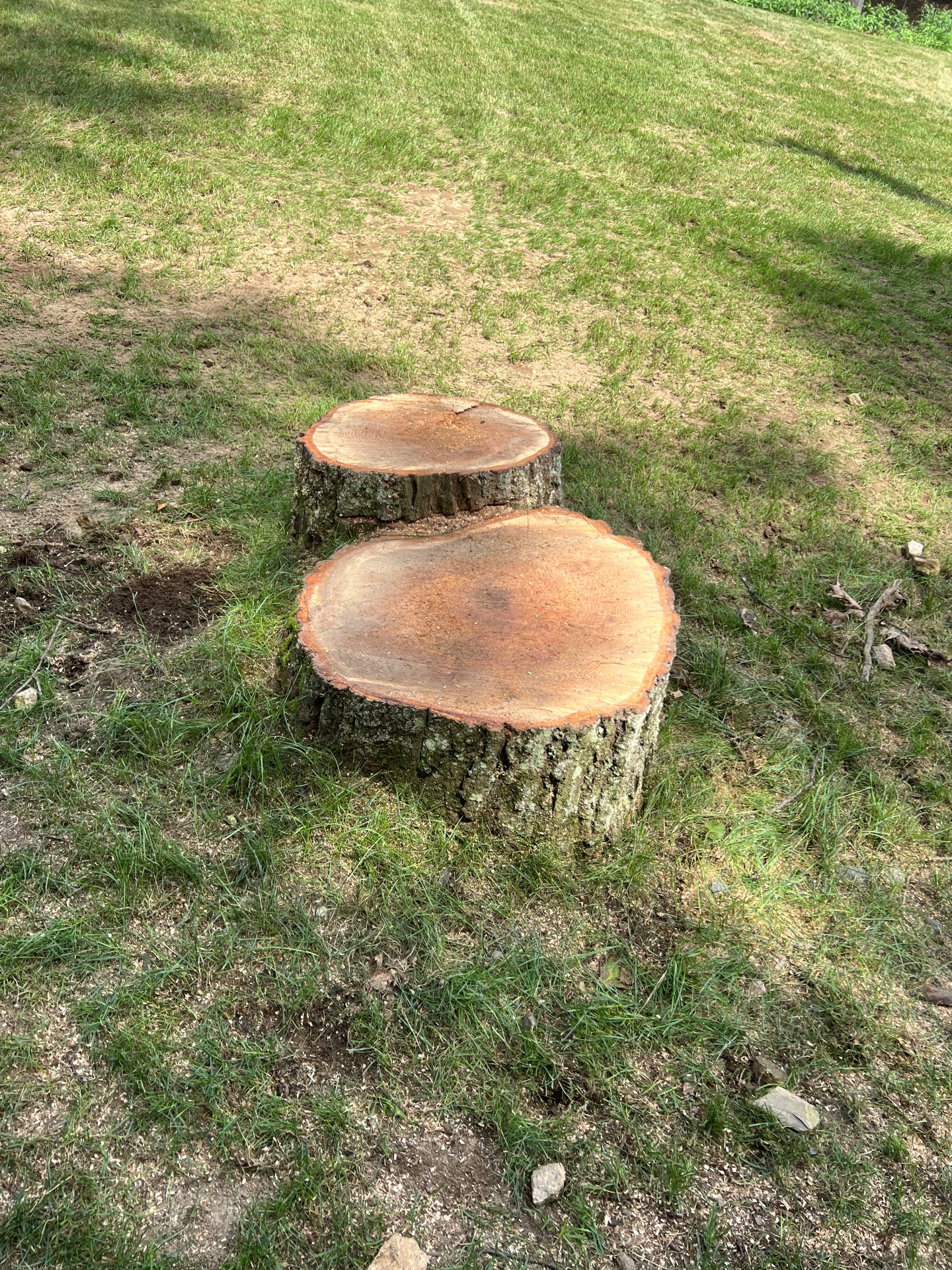Level Ground Stump Grinding, Tree Stump Grinding and Removal in Londonderry , NH - photo 5