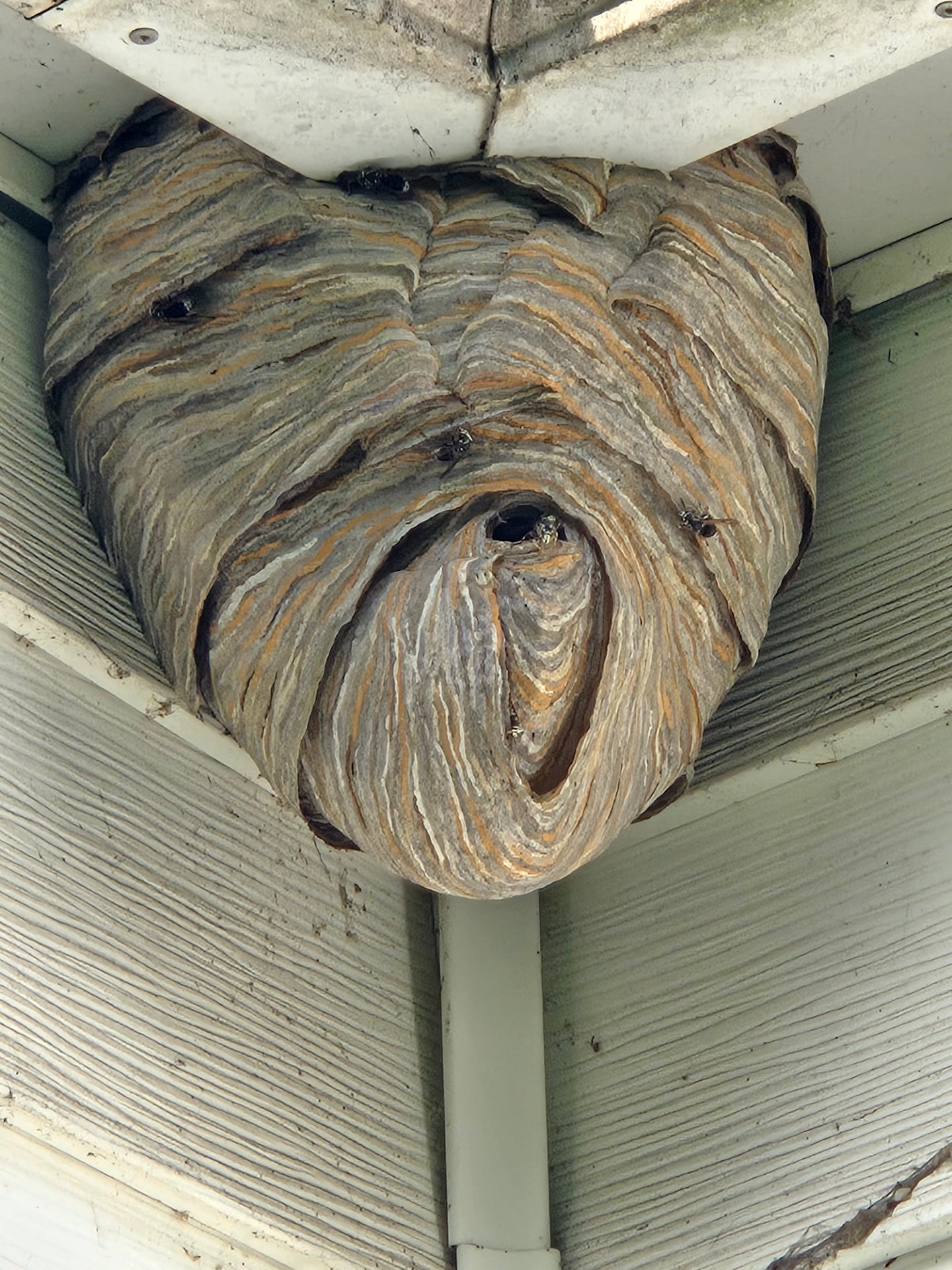 Ed's Pest and Wildlife Control LLC, Pest Control Services in Langhorne, PA - photo 2
