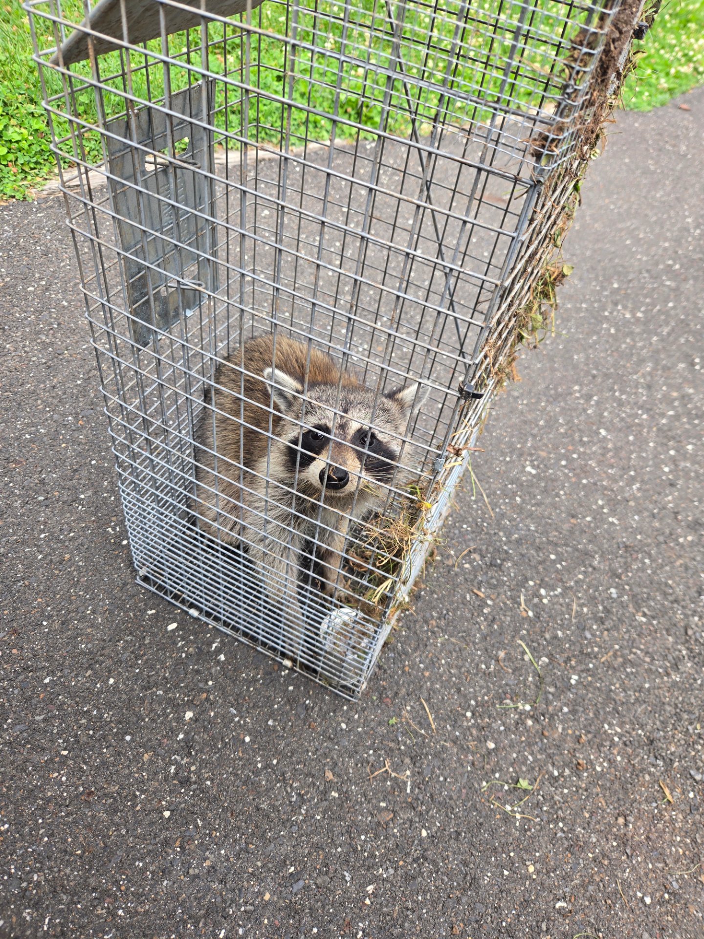 Ed's Pest and Wildlife Control LLC, Pest Control Services in Langhorne, PA - photo 4