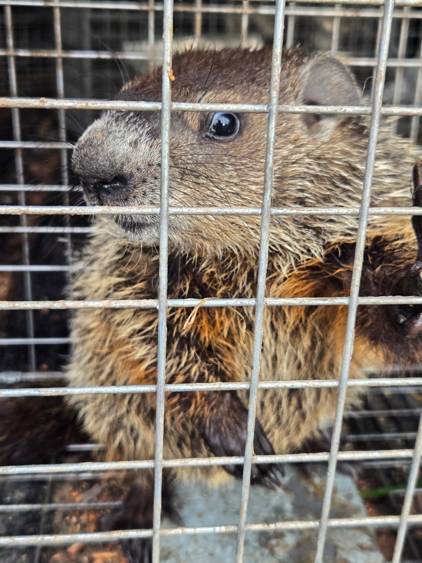 Ed's Pest and Wildlife Control LLC, Pest Control Services in Langhorne, PA - photo 5
