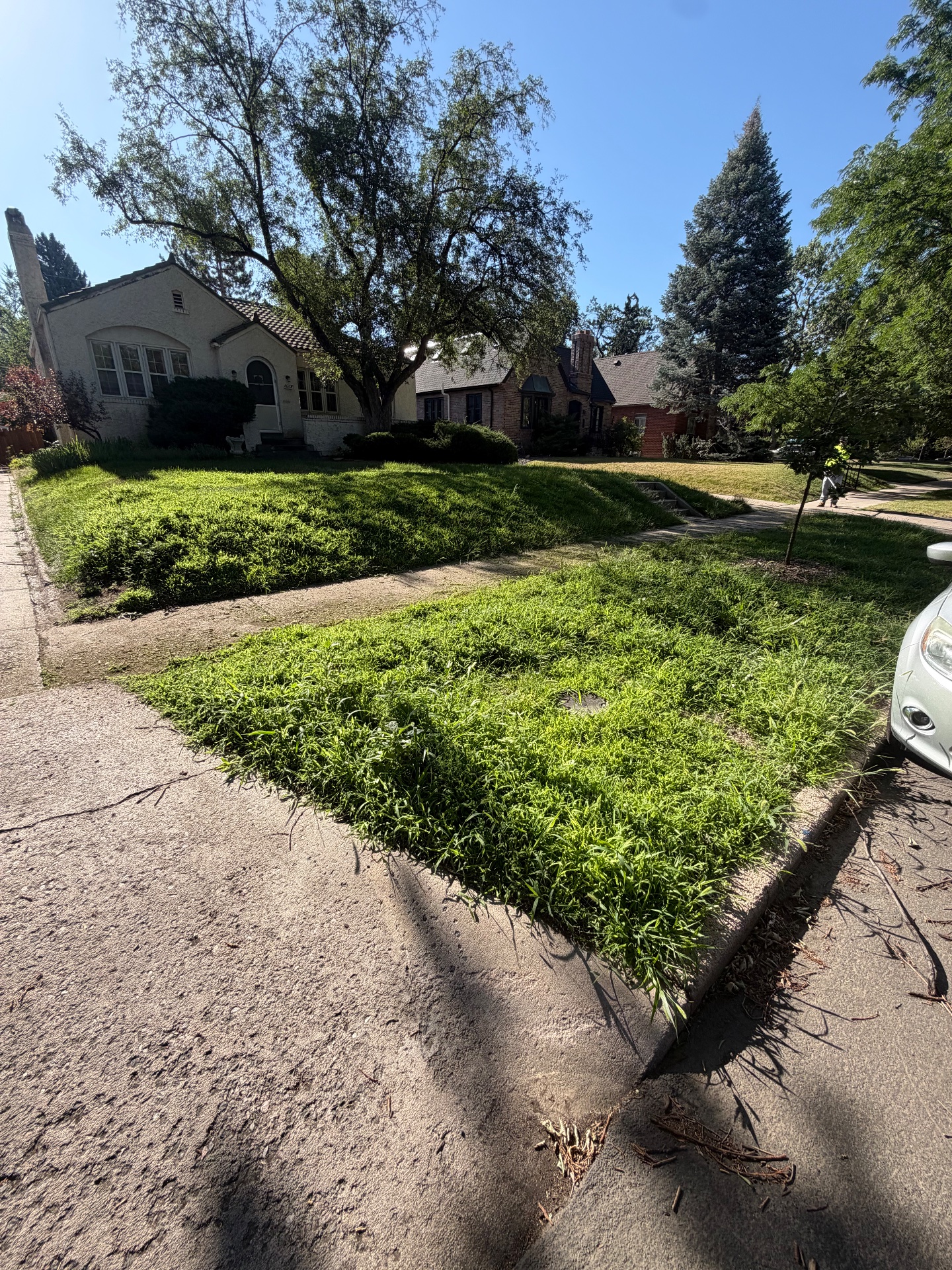 CC’s Landscaping services, Lawn Mowing and Trimming in Denver, CO - photo 5