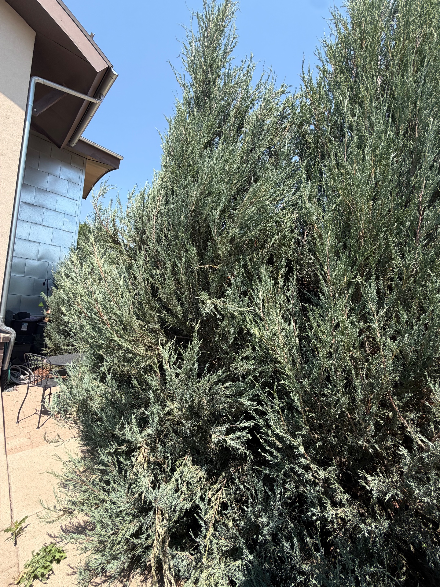 CC’s Landscaping services, Lawn Mowing and Trimming in Denver, CO - photo 7