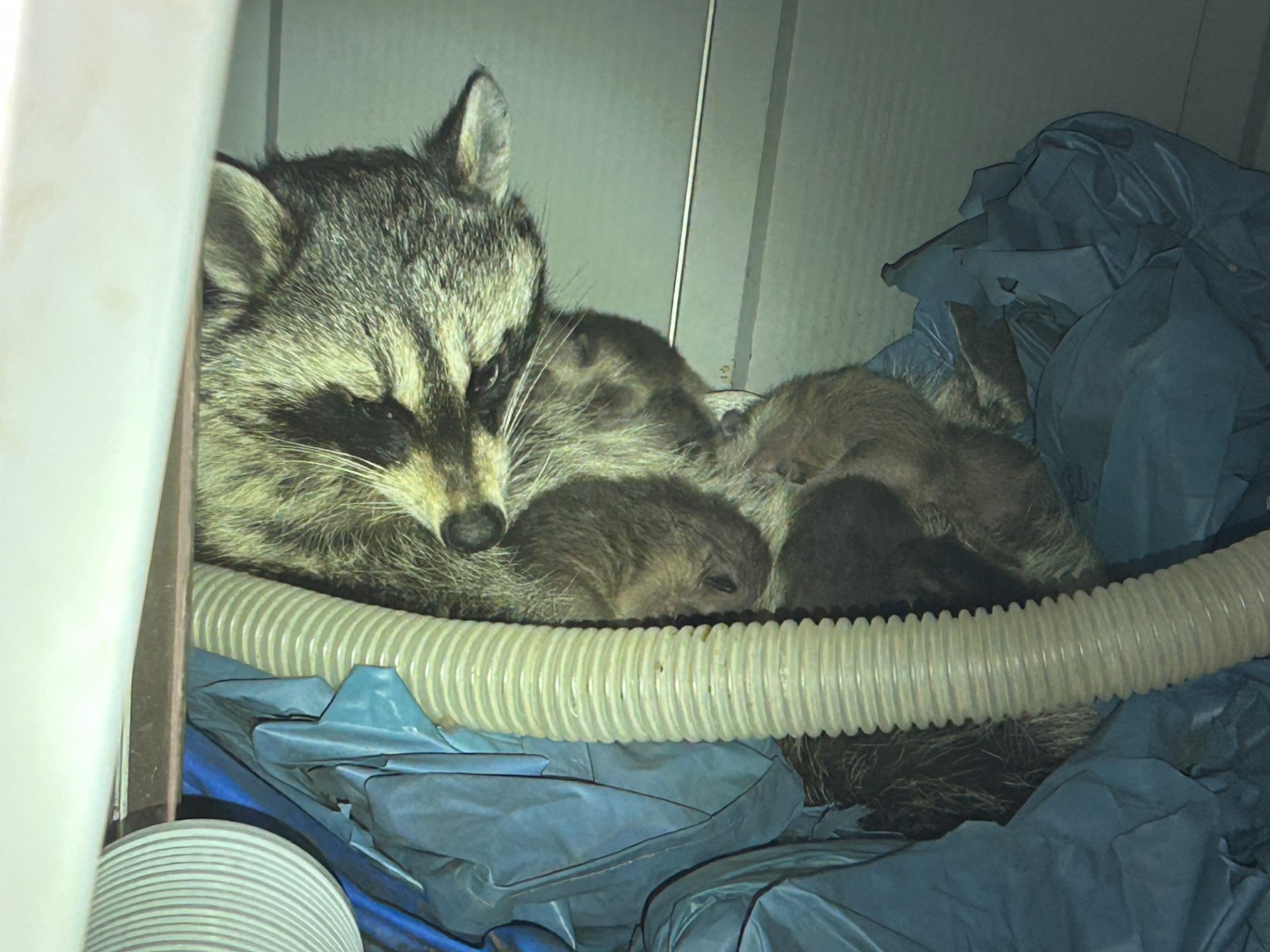 SHOO! Wildlife & Pest Control, Animal Trapping in Colorado Springs, CO - photo 1