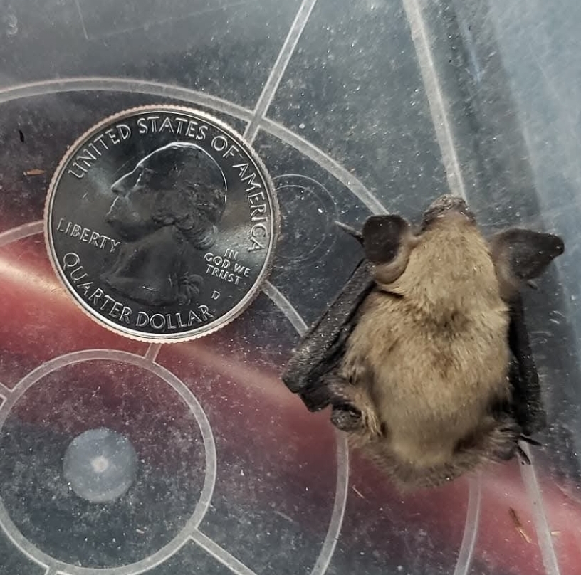 SHOO! Wildlife & Pest Control, Animal Trapping in Colorado Springs, CO - photo 5