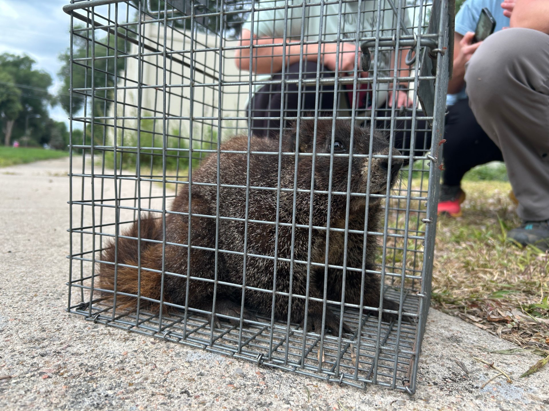 SHOO! Wildlife & Pest Control, Animal Trapping in Colorado Springs, CO - photo 7