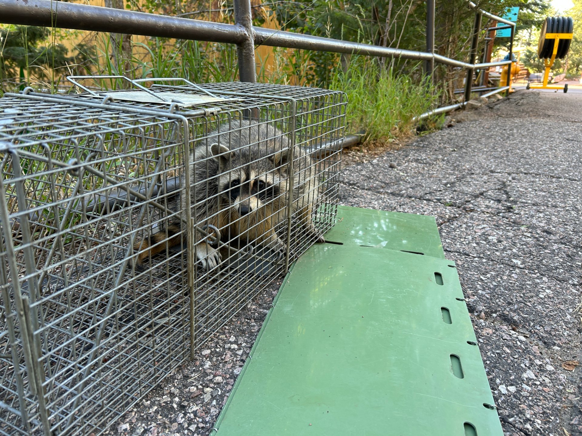 SHOO! Wildlife & Pest Control, Animal Trapping in Colorado Springs, CO - photo 8
