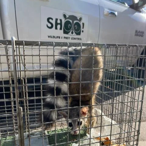SHOO! Wildlife & Pest Control