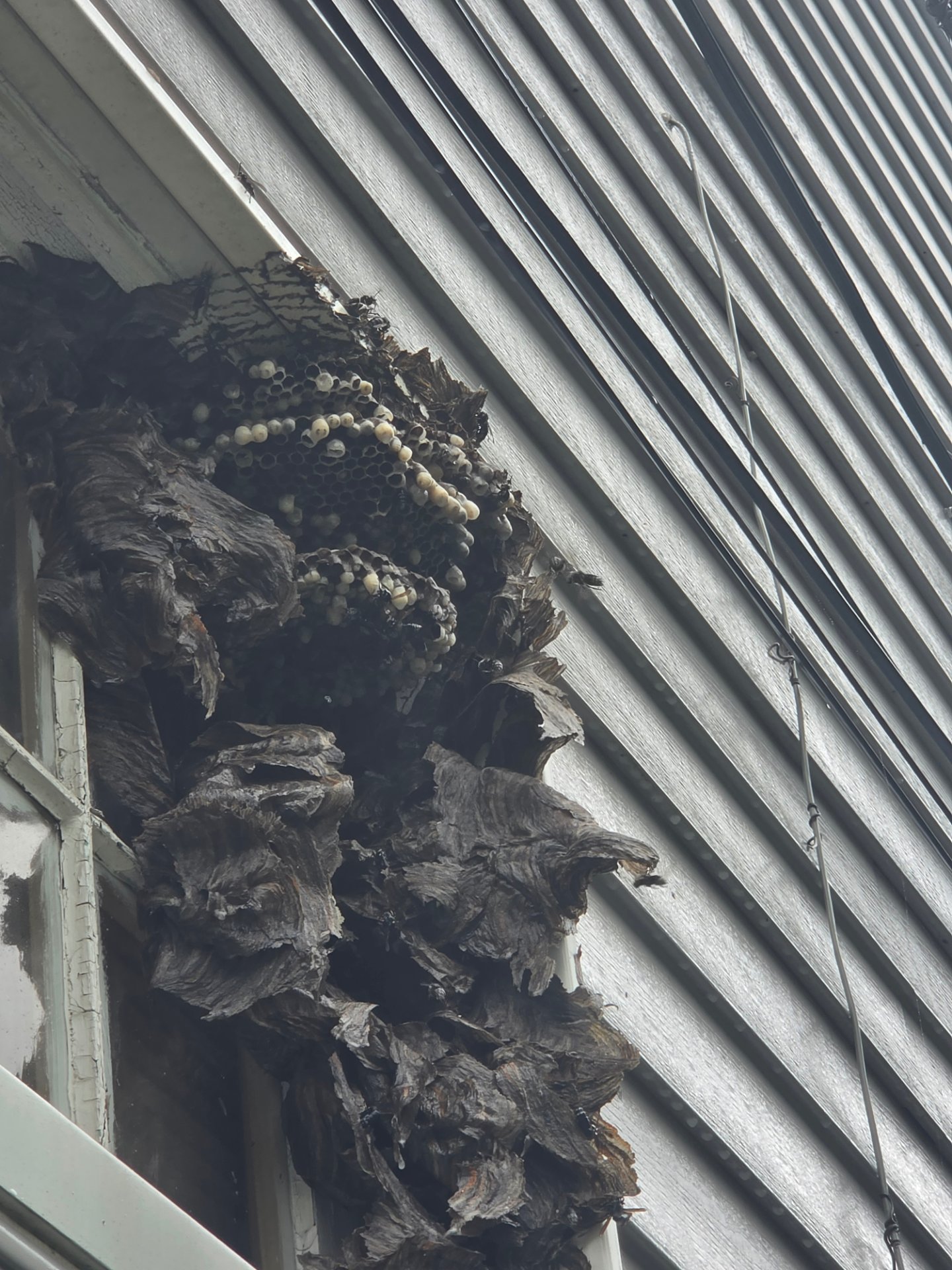 Ohio's Best Pest &Turf Control, Bed Bug Extermination in Akron, OH - photo 3