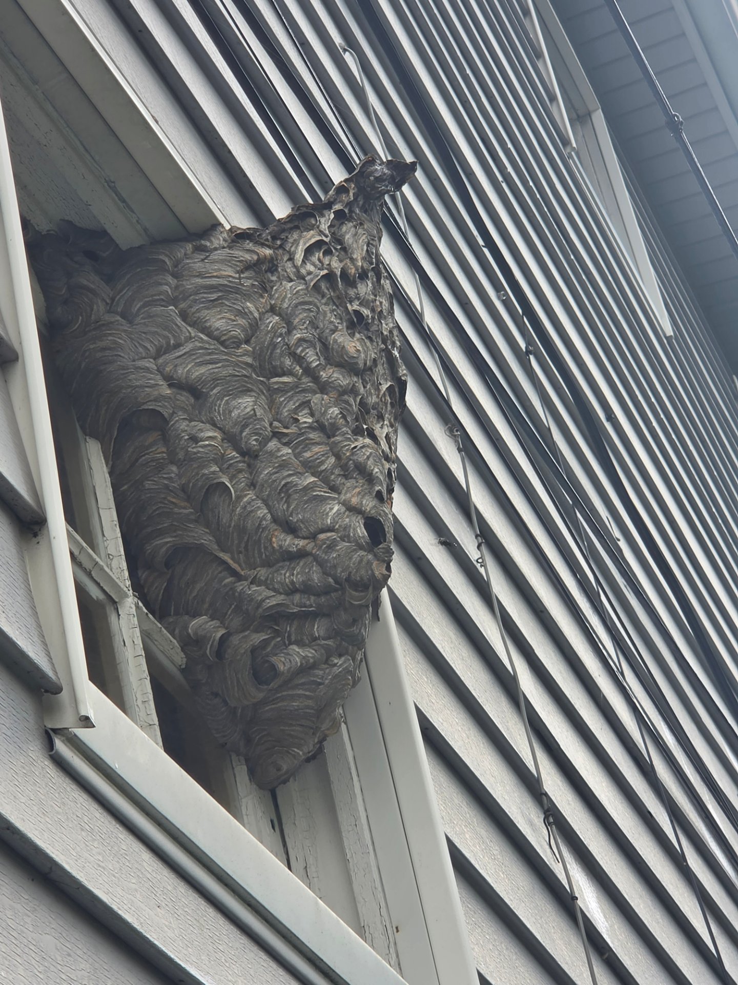 Ohio's Best Pest &Turf Control, Bed Bug Extermination in Akron, OH - photo 4