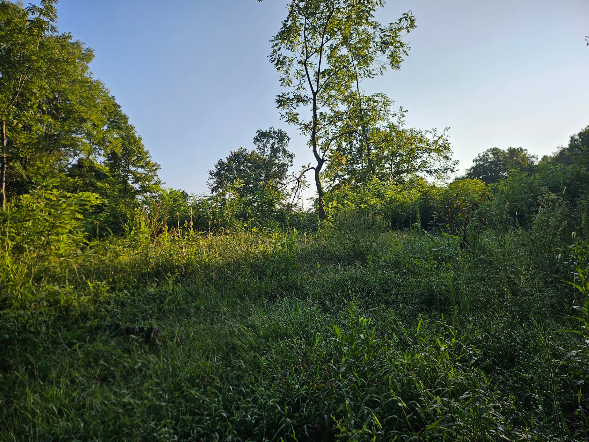 Mapleville Land Clearing LLC, Forestry in Hagerstown, MD - photo 4