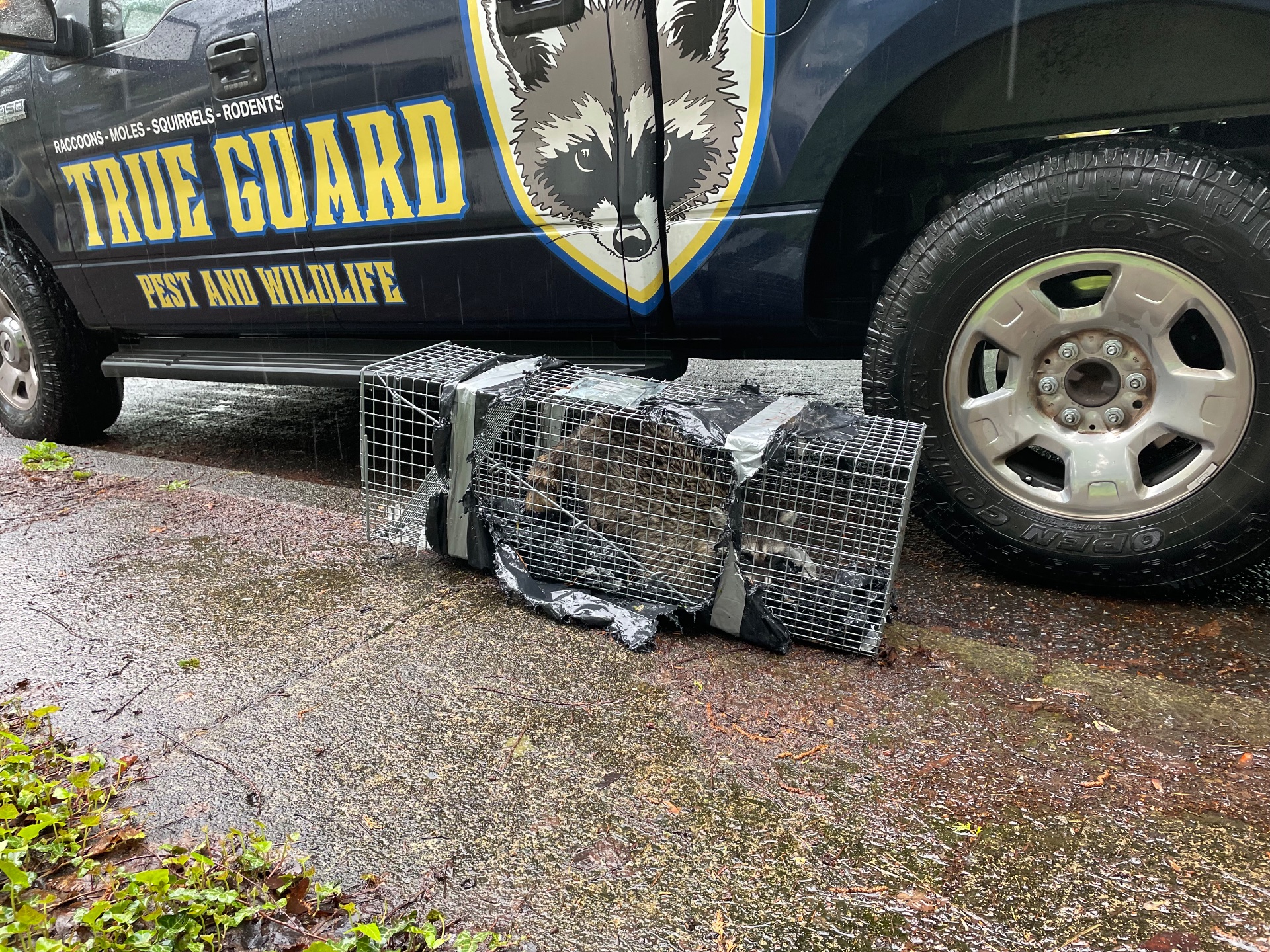 True guard pest and wildlife, Pest Control Services in Battle Ground, WA - photo 2